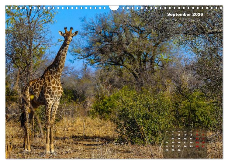 Produktbild: Faszinierende Tierwelt des Kruger National Parks (Wandkalender 2026 DIN A3 quer), CALVENDO Monatskalender