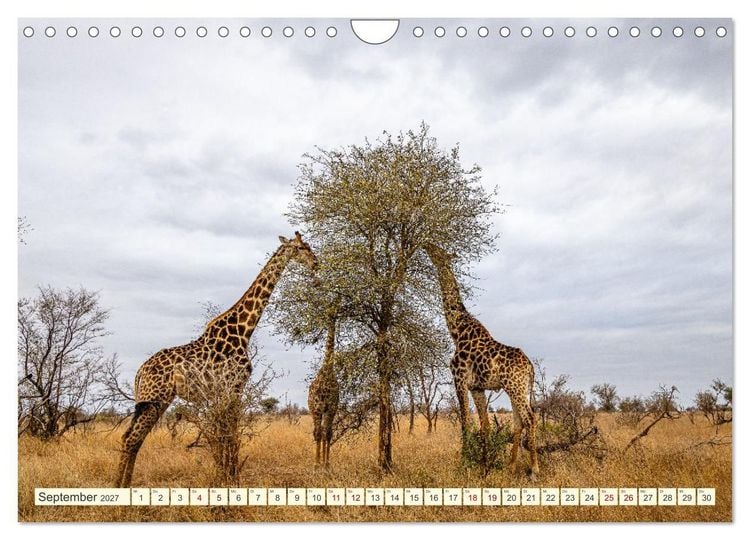Produktbild: S&uuml;dafrika - Die Welt in einem Land (Wandkalender 2027 DIN A4 quer), CALVENDO Monatskalender