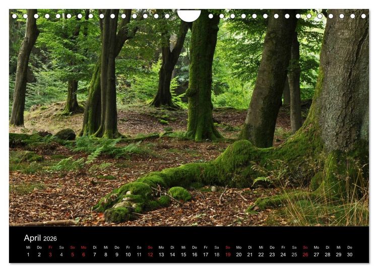 Produktbild: Wurzelwerke (Wandkalender 2026 DIN A4 quer), CALVENDO Monatskalender