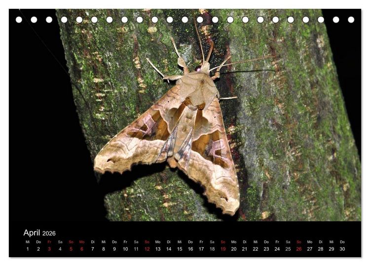 Produktbild: Nachtfalter - Unbekannte Sch&ouml;nheiten (Tischkalender 2026 DIN A5 quer), CALVENDO Monatskalender