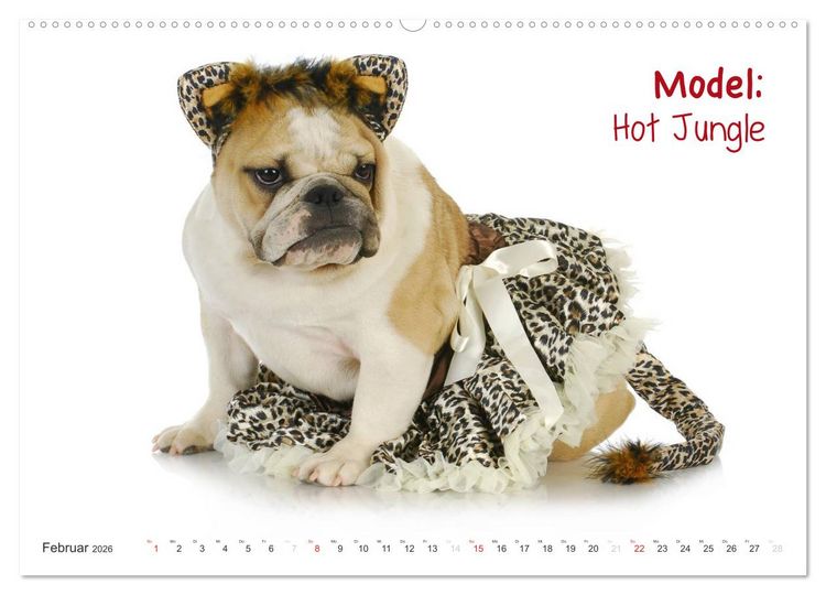 Produktbild: English Bulldog XXL Models (Wandkalender 2026 DIN A2 quer), CALVENDO Monatskalender