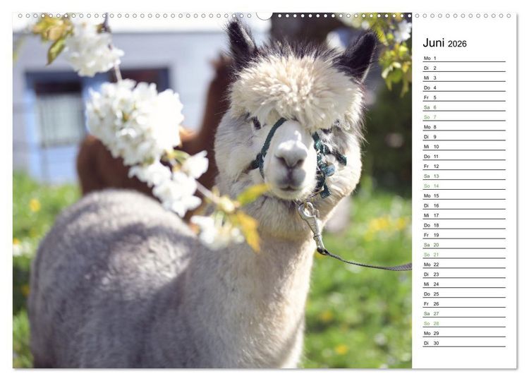 Produktbild: Alpakas im Paradies (hochwertiger Premium Wandkalender 2026 DIN A2 quer), Kunstdruck in Hochglanz