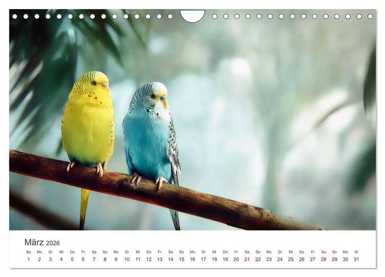 Produktbild: Zwitscherzeit - Ein Kalender voller Wellensittiche (Wandkalender 2026 DIN A4 quer), CALVENDO Monatskalender