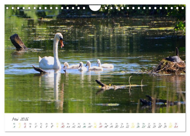 Produktbild: Schw&auml;ne, Liebe f&uuml;r die Ewigkeit (Wandkalender 2026 DIN A4 quer), CALVENDO Monatskalender