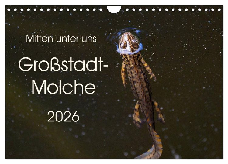 Produktbild: Mitten unter uns - Gro&szlig;stadt-Molche (Wandkalender 2026 DIN A4 quer), CALVENDO Monatskalender