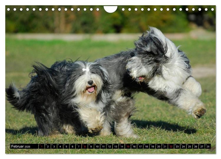 Produktbild: Liebenswerter Clown Bearded Collie (Wandkalender 2026 DIN A4 quer), CALVENDO Monatskalender