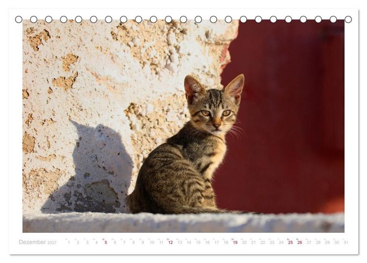 Produktbild: Inselkatzen (Tischkalender 2027 DIN A5 quer), CALVENDO Monatskalender