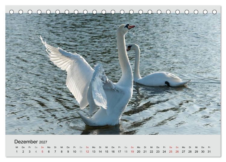 Produktbild: Mit dem Schwan durchs Jahr 2027 (Tischkalender 2027 DIN A5 quer), CALVENDO Monatskalender
