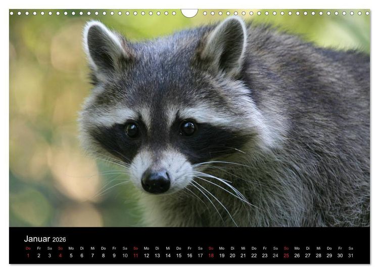 Produktbild: Waschb&auml;ren (Wandkalender 2026 DIN A3 quer), CALVENDO Monatskalender