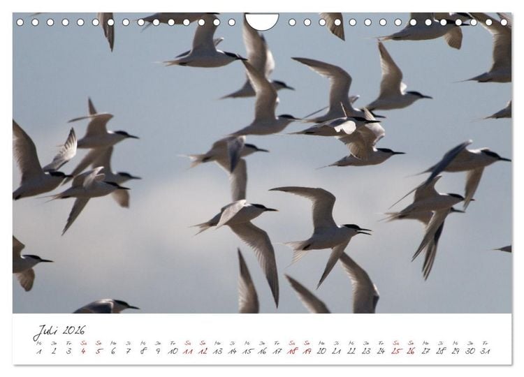 Produktbild: Vogelwelt Helgoland - von Ostfriesenfotografie (Wandkalender 2026 DIN A4 quer), CALVENDO Monatskalender