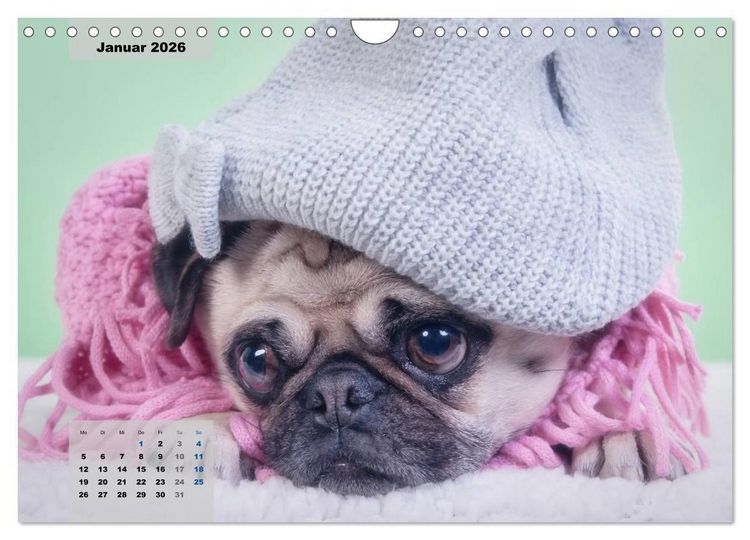 Produktbild: Lillie Mopsgetier - mopsfidel durchs Jahr (Wandkalender 2026 DIN A4 quer), CALVENDO Monatskalender