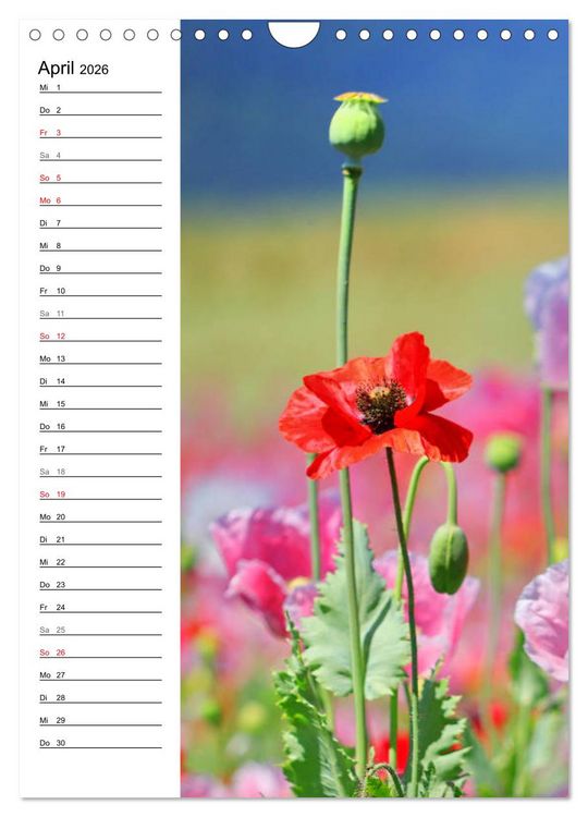 Produktbild: Mohn, zarte Bl&uuml;ten, starke Farben, der Geburtstagskalender (Wandkalender 2026 DIN A4 hoch), CALVENDO Monatskalender