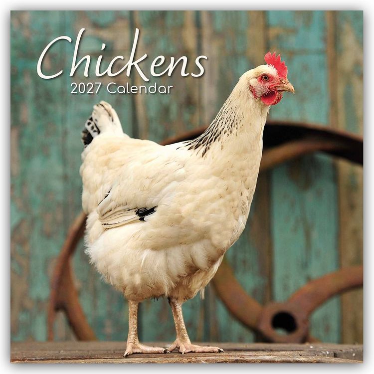 Produktbild: Chickens &ndash; H&uuml;hner 2027 &ndash; 16-Monatskalender