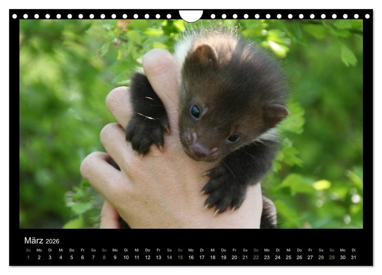 Produktbild: Marderkinder (Wandkalender 2026 DIN A4 quer), CALVENDO Monatskalender