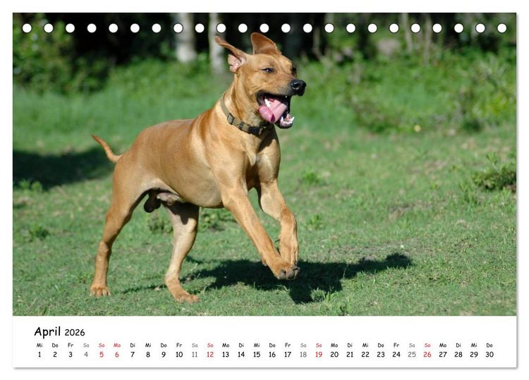 Produktbild: Rhodesian Ridgebacks in Aktion (Tischkalender 2026 DIN A5 quer), CALVENDO Monatskalender