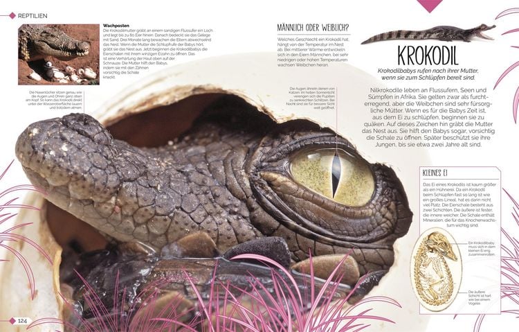 Produktbild: Tierkinder der Wildnis