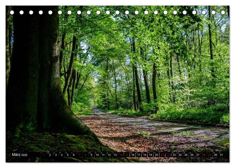 Produktbild: Wege des einfachen Gl&uuml;cks - Spazierg&auml;nge im Wald (Tischkalender 2026 DIN A5 quer), CALVENDO Monatskalender