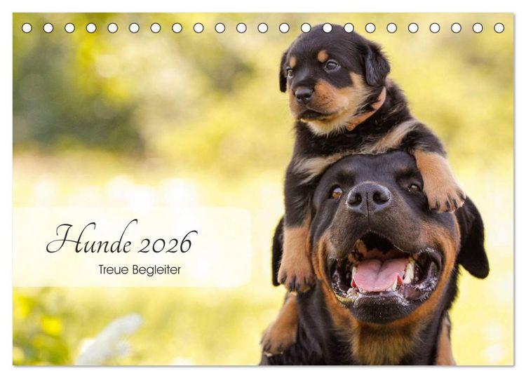 Produktbild: Hunde 2026 - Treue Begleiter (Tischkalender 2026 DIN A5 quer), CALVENDO Monatskalender