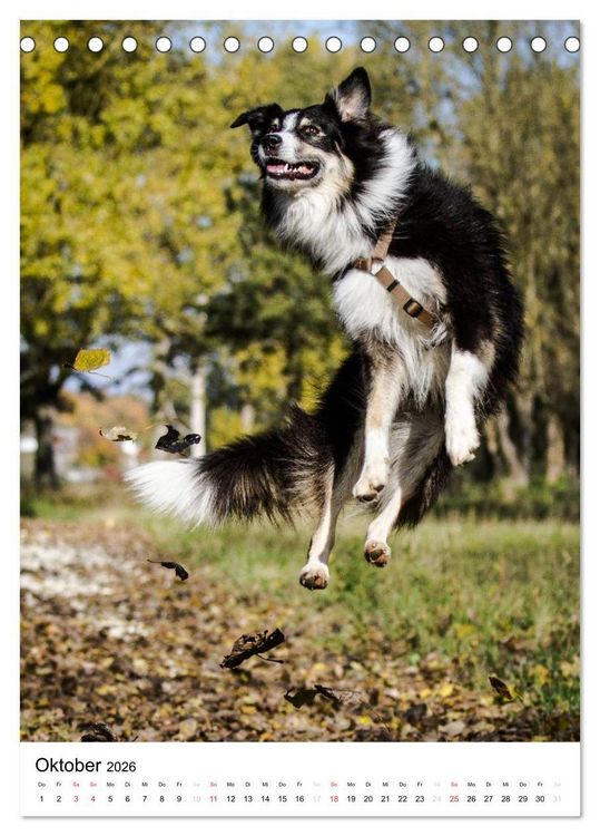 Produktbild: Australian Shepherd &ndash; Mit dem Aussie unterwegs (Tischkalender 2026 DIN A5 hoch), CALVENDO Monatskalender