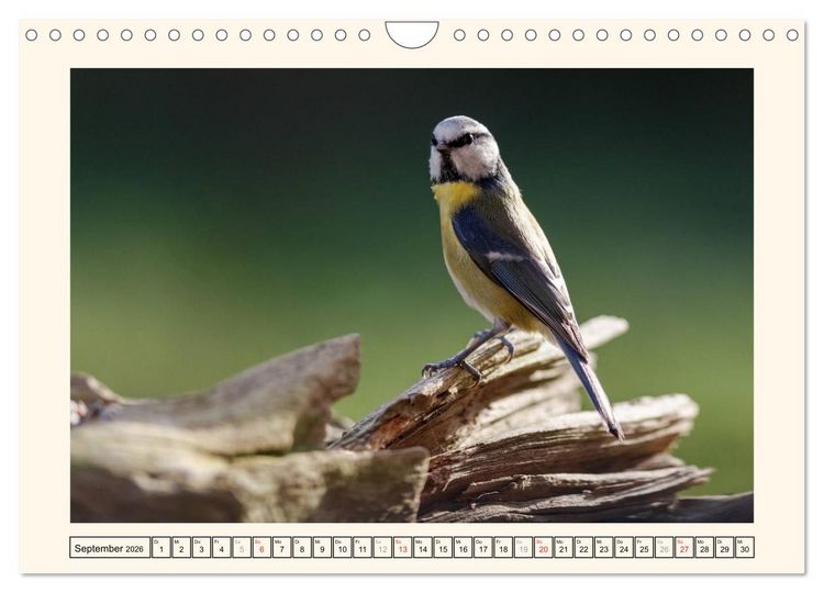 Produktbild: Gefiederte Sch&ouml;nheiten - Die Blaumeise (Wandkalender 2026 DIN A4 quer), CALVENDO Monatskalender