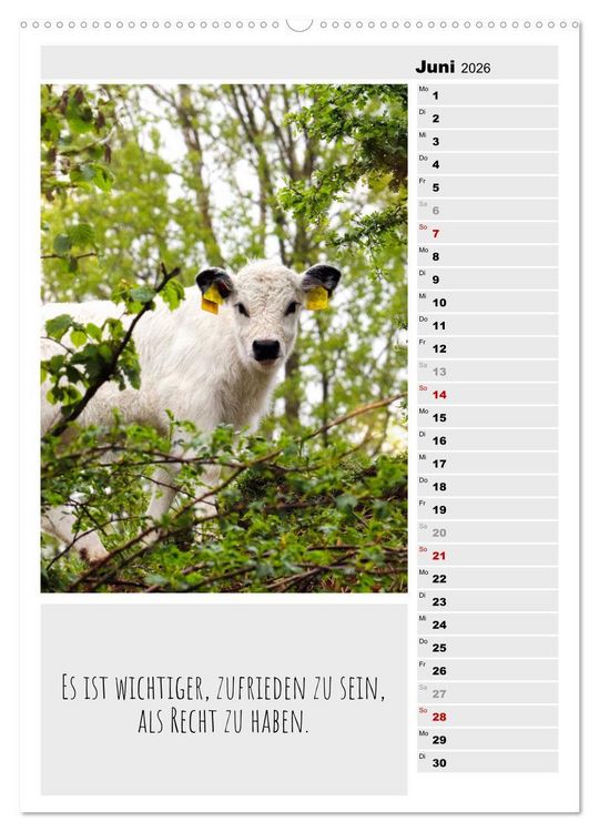 Produktbild: Coole Rindviecher (hochwertiger Premium Wandkalender 2026 DIN A2 hoch), Kunstdruck in Hochglanz