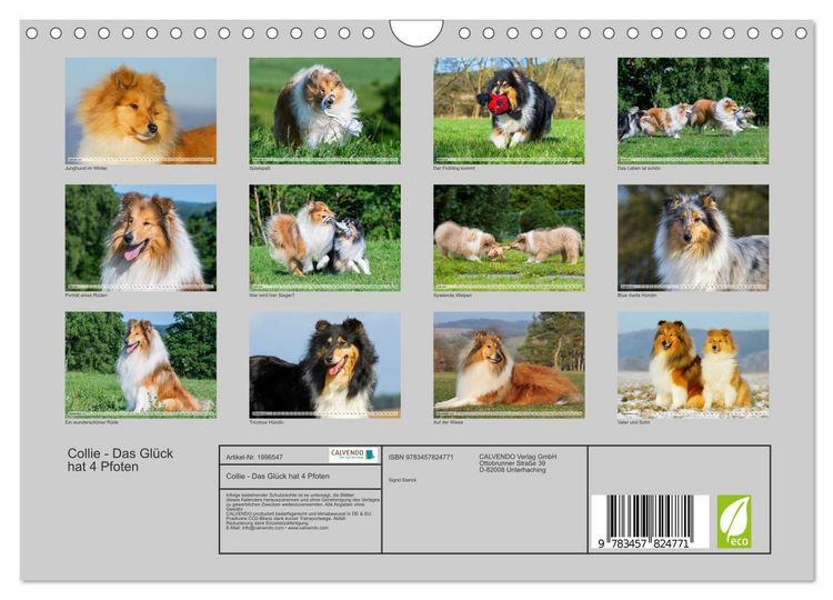 Produktbild: Collie - Das Gl&uuml;ck hat 4 Pfoten (Wandkalender 2026 DIN A4 quer), CALVENDO Monatskalender