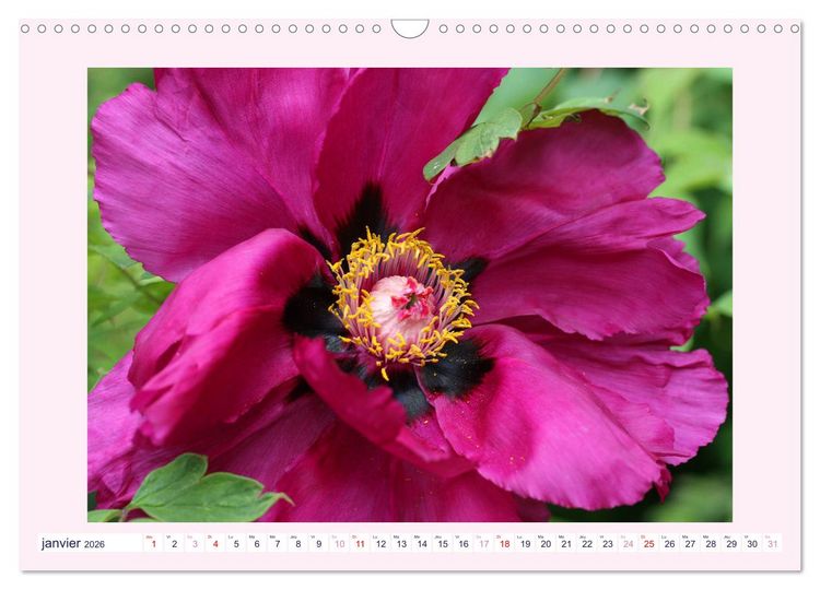 Produktbild: Pivoines - Roses sans &eacute;pines (Calendrier mural 2026 DIN A3 vertical), CALVENDO calendrier mensuel