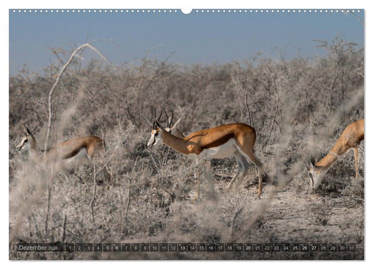 Produktbild: ETOSHA &ndash; Namibia Highlights (Wandkalender 2026 DIN A2 quer), CALVENDO Monatskalender