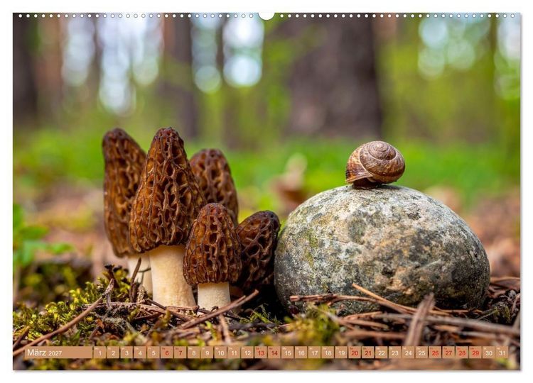Produktbild: Pilzbesucher (Wandkalender 2027 DIN A2 quer), CALVENDO Monatskalender