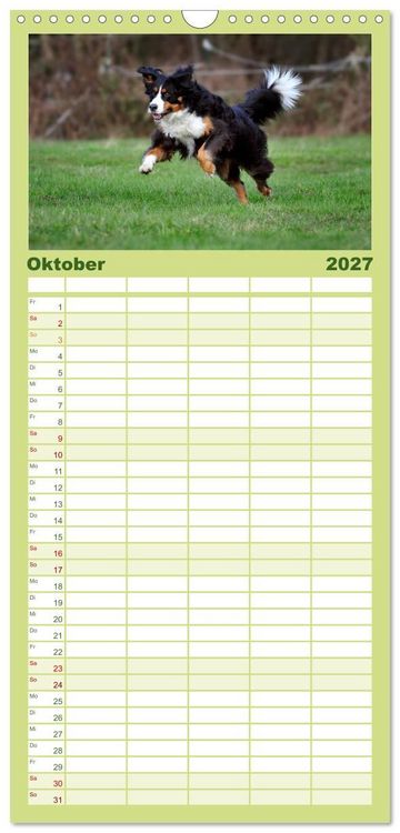 Produktbild: Familienplaner 2027 - Berner Sennenhunde mit 5 Spalten (Wandkalender, 21 x 45 cm) CALVENDO