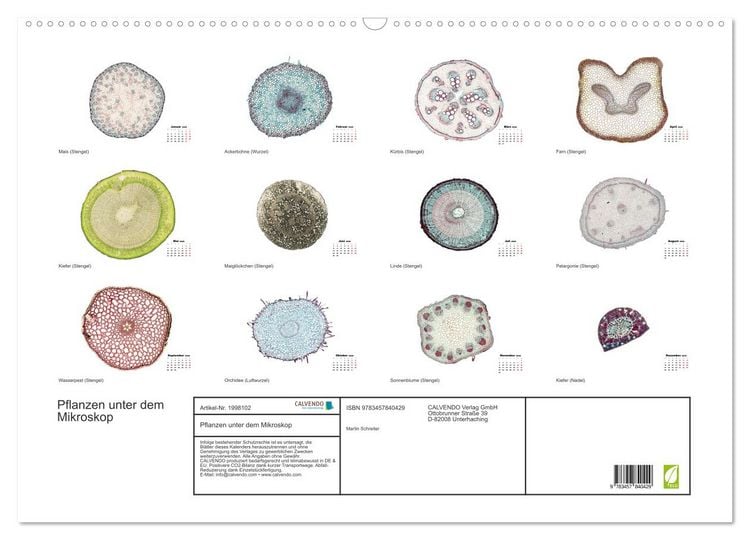 Produktbild: Pflanzen unter dem Mikroskop (Wandkalender 2026 DIN A2 quer), CALVENDO Monatskalender