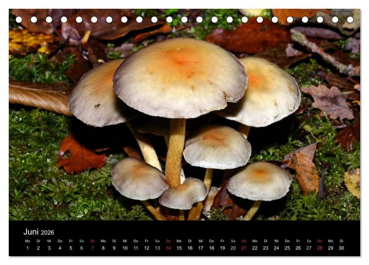 Produktbild: Pilze, Pilze (Tischkalender 2026 DIN A5 quer), CALVENDO Monatskalender