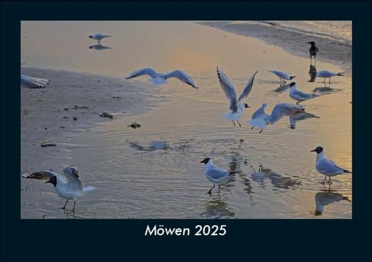 Produktbild: Möwen 2025 Fotokalender DIN A5