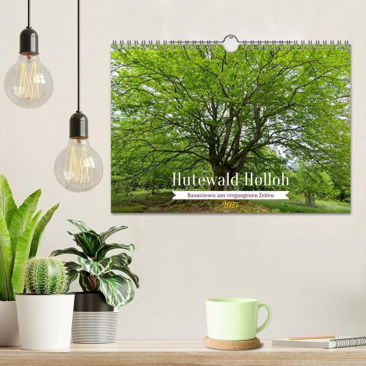 Produktbild: Hutewald Halloh - Baumriesen aus vergangenen Zeiten (Wandkalender 2027 DIN A4 quer), CALVENDO Monatskalender