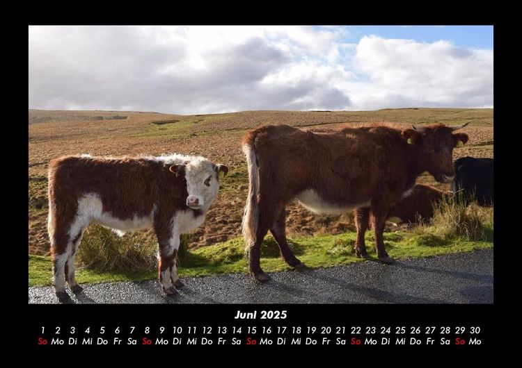 Produktbild: Kuhkalender 2025 Fotokalender DIN A3