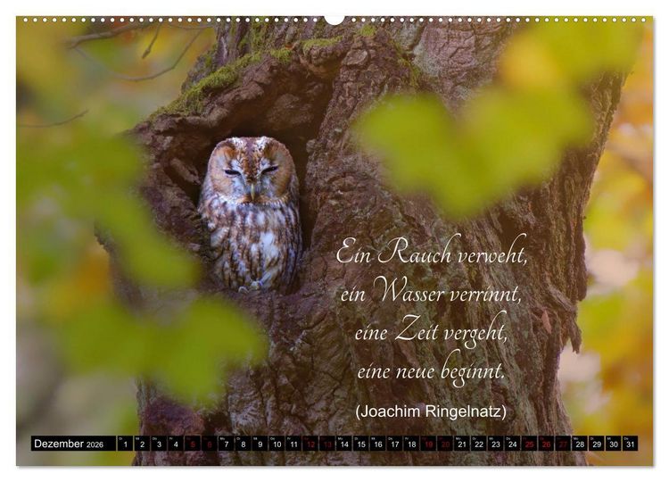 Produktbild: der Waldkauz - Strix Aluco (Wandkalender 2026 DIN A2 quer), CALVENDO Monatskalender