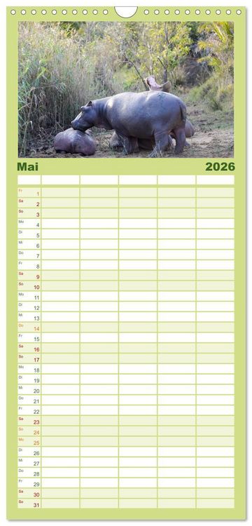 Produktbild: Familienplaner 2026 - Nilpferde, Kolosse im Wasser mit 5 Spalten (Wandkalender, 21 x 45 cm) CALVENDO