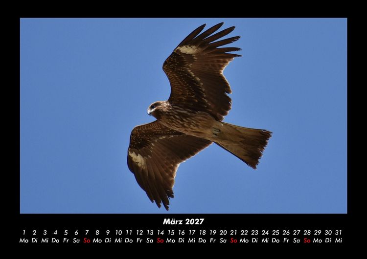 Produktbild: Vogelparadies 2027 Fotokalender DIN A3
