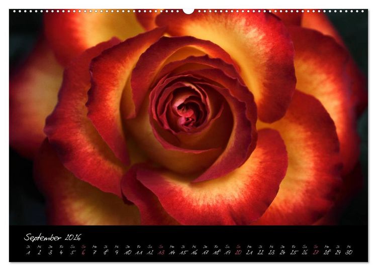 Produktbild: Floral Portraits - Blumen Impression (hochwertiger Premium Wandkalender 2026 DIN A2 quer), Kunstdruck in Hochglanz