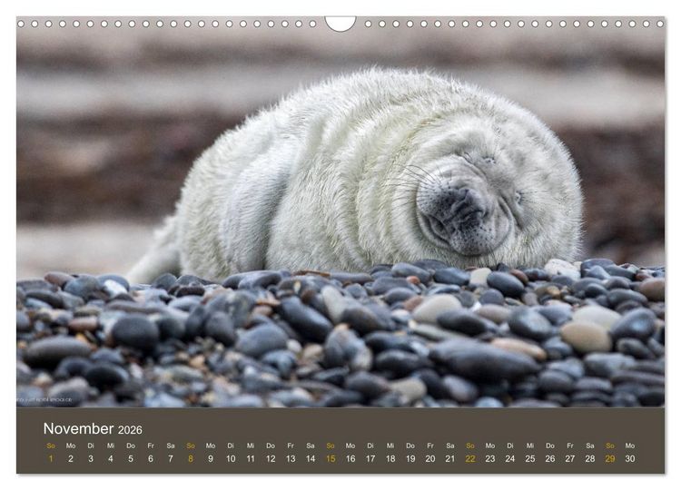 Produktbild: Robben auf der Helgol&auml;nder D&uuml;ne (Wandkalender 2026 DIN A3 quer), CALVENDO Monatskalender