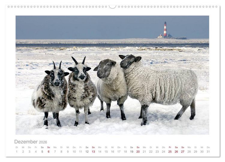 Produktbild: Nordsee Schafe (hochwertiger Premium Wandkalender 2026 DIN A2 quer), Kunstdruck in Hochglanz