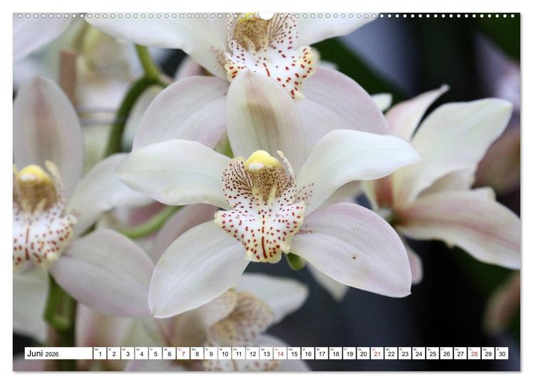 Produktbild: Prachtvolle Orchideen (hochwertiger Premium Wandkalender 2026 DIN A2 quer), Kunstdruck in Hochglanz