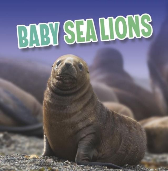 Produktbild: Baby Sea Lions