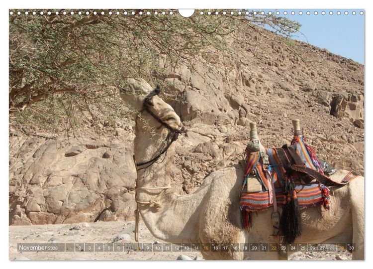 Produktbild: Impressionen Kameltrekking Sinai 2026 (Wandkalender 2026 DIN A3 quer), CALVENDO Monatskalender