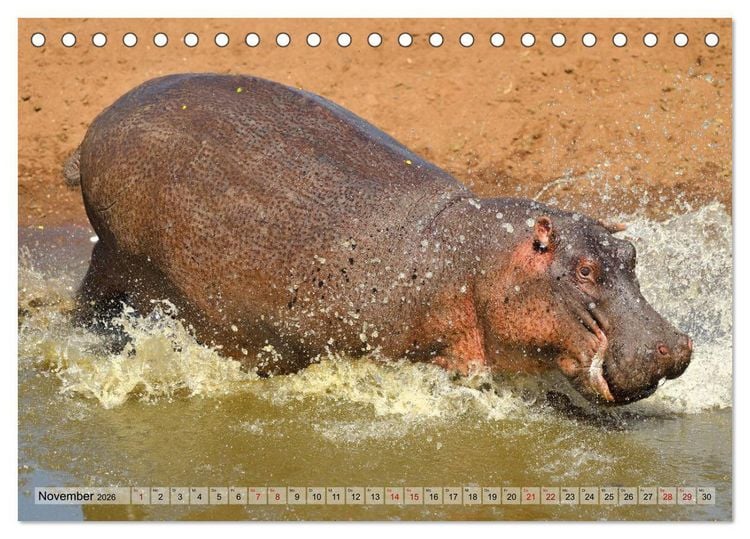 Produktbild: Faszination Afrika: Flusspferde (Tischkalender 2026 DIN A5 quer), CALVENDO Monatskalender