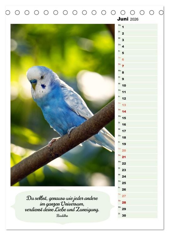 Produktbild: Niedliche Wellensittiche (Tischkalender 2026 DIN A5 hoch), CALVENDO Monatskalender