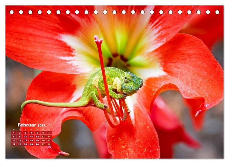 Produktbild: Cham&auml;leon: Die farbenfrohe Welt der Reptilien (Tischkalender 2027 DIN A5 quer), CALVENDO Monatskalender