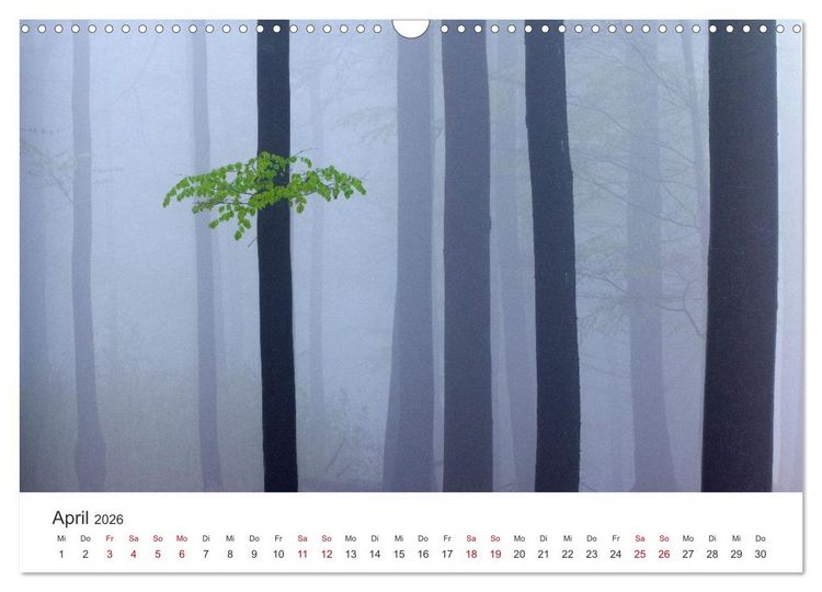 Produktbild: Im Deutschen Wald (Wandkalender 2026 DIN A3 quer), CALVENDO Monatskalender