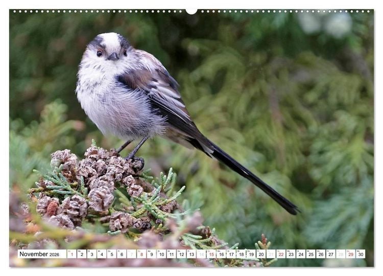 Produktbild: Heimische Gartenv&ouml;gel (hochwertiger Premium Wandkalender 2026 DIN A2 quer), Kunstdruck in Hochglanz