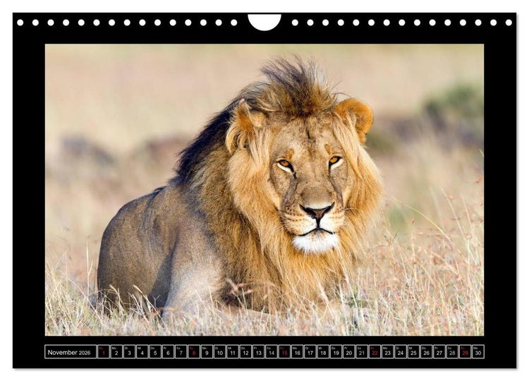 Produktbild: Afrikas Katzen (Wandkalender 2026 DIN A4 quer), CALVENDO Monatskalender